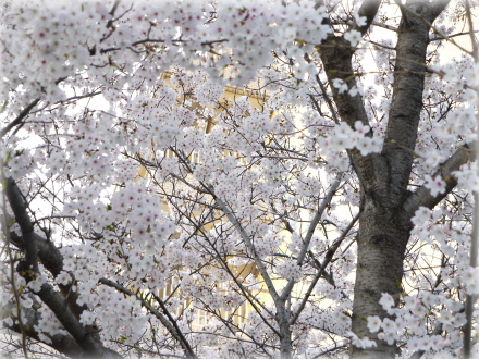 岡山後楽園桜2