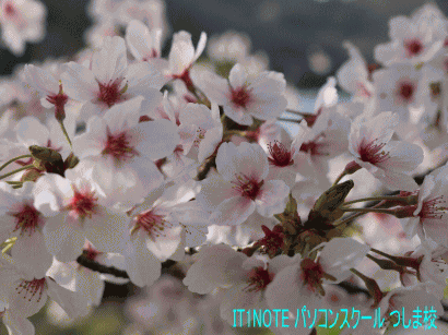 2015桜さくら